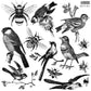 Birds & Bees 12x12 IOD Stamp